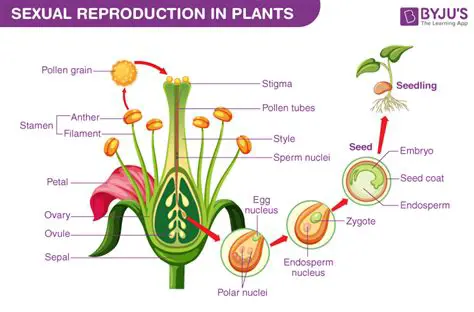 Types of Plant Reproduction