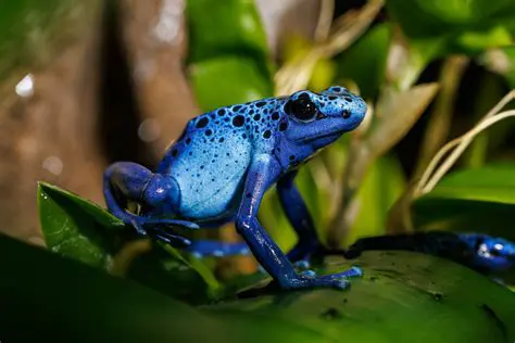 Types of Toxins Produced by Poison Dart Frogs