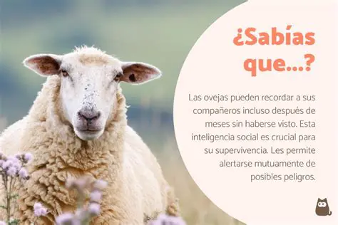 Un Recuento de Ovejas que Me Hizo Reflexionar