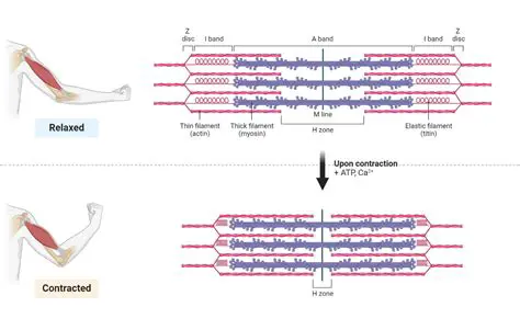 Understand muscle function