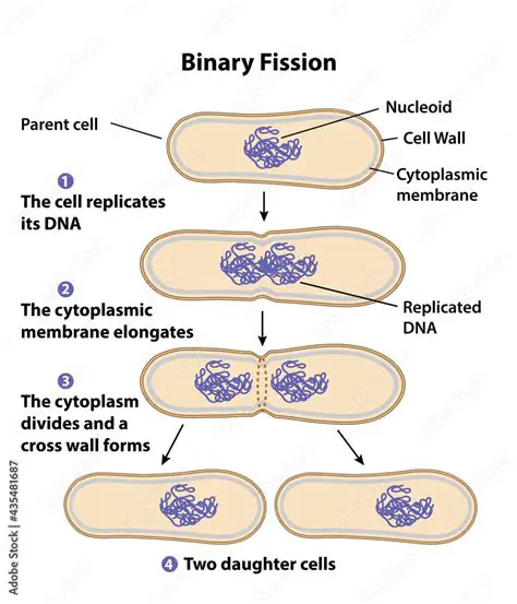 Understanding Binary Fission and Generation