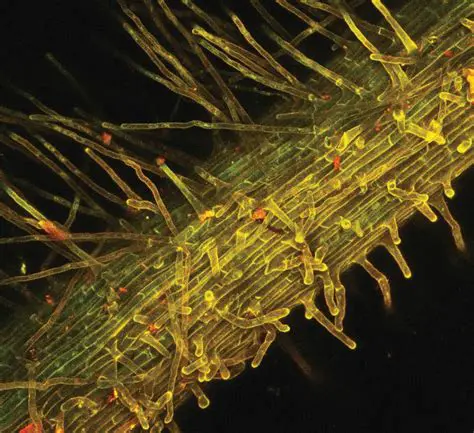 Understanding biological systems