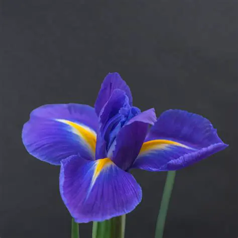 Understanding Blue Iris Profiles