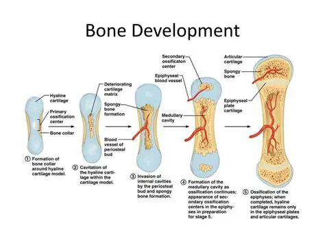Understanding Bone Development in Children