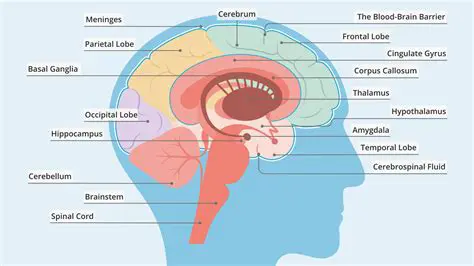 Understanding Brain Anatomy