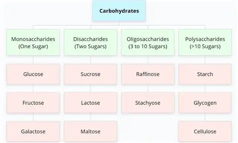 Understanding Carbohydrates and Their Caloric Contribution