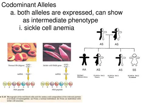 Understanding Codominant Alleles