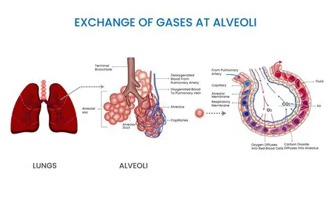 Understanding COPD and the Importance of Alveoli Inflation