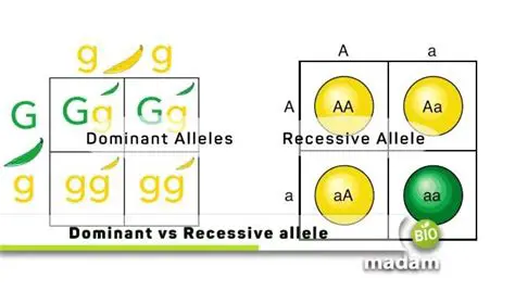 Understanding Dominant and Recessive Alleles