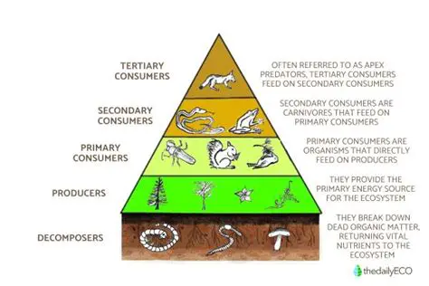 Understanding Ecological Pyramids