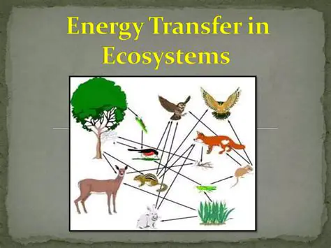 Understanding Energy Transfer in Ecosystems