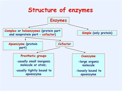 Understanding Enzymes and Coenzymes