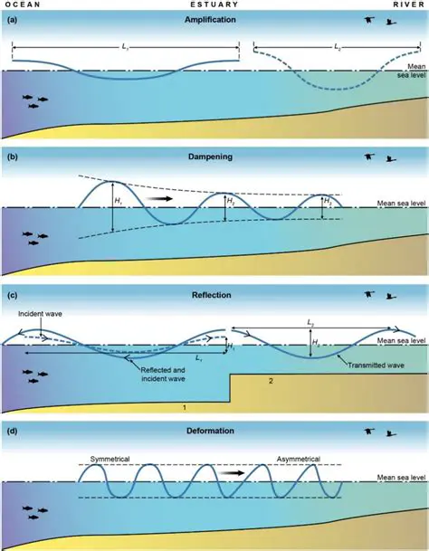 Understanding Estuaries and Ocean Waves