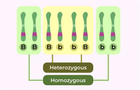 Understanding Heterozygous and Homozygous Traits