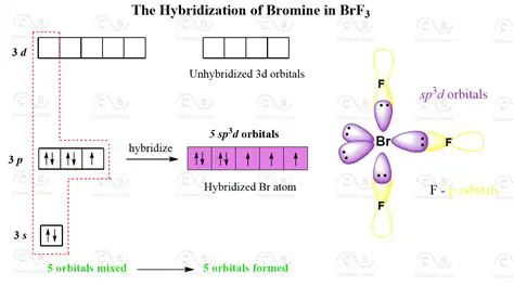 Understanding Hybridization in Isolated Atoms