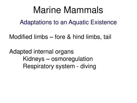 Understanding Marine Mammal Adaptations