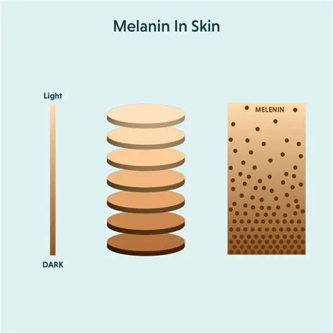 Understanding Melanin Distribution in the Skin