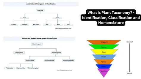 Understanding Plant Classification