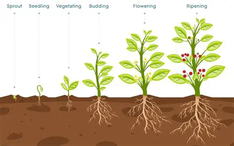 Understanding Plant Growth
