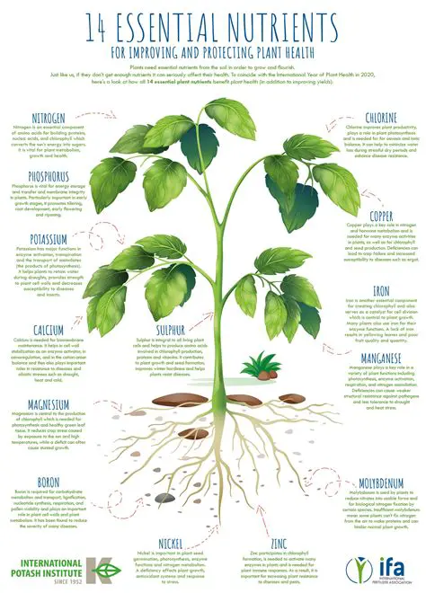 Understanding Plant Nutrition and Respiration