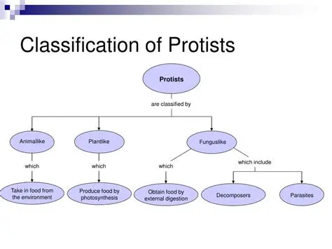 Understanding Protists and Their Classification