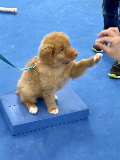 Understanding Puppy Players