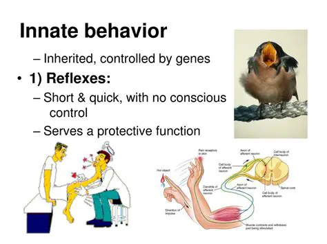 Understanding Reflexes and Innate Behavior