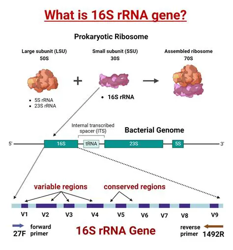 Understanding RNA Sequences