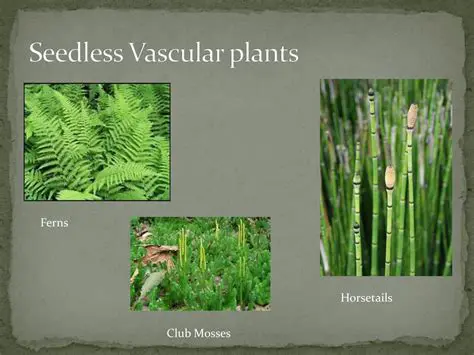 Understanding Seedless Vascular Plants