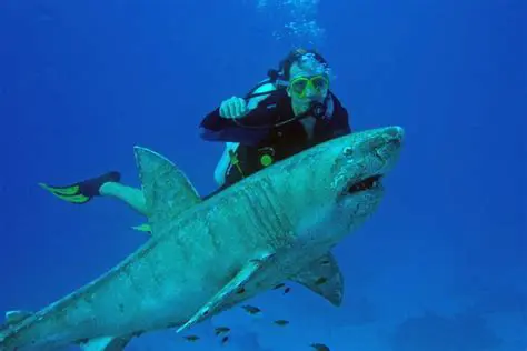 Understanding Shark Encounters: Dispelling Myths and Enhancing Snorkeling Safety