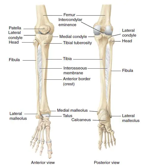 Understanding the Anatomy of the Femur and Tibia