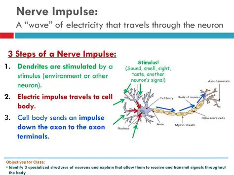 Understanding the Basics of Nerve Impulses