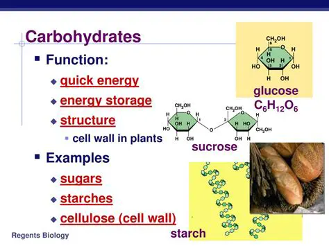 Understanding the Basics of Proteins and Carbohydrates