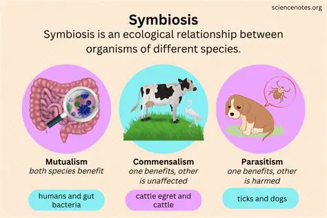Understanding the Basics of Symbiotic Relationships