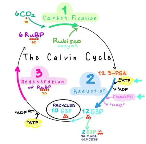 Understanding the Calvin Cycle
