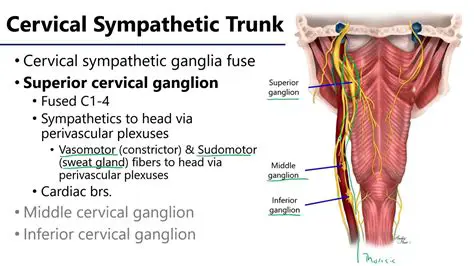 Understanding the Cerebral Ganglion in Tunicates
