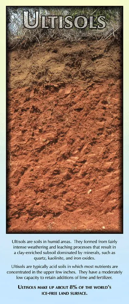 Understanding the Challenges of Ultisol Soil