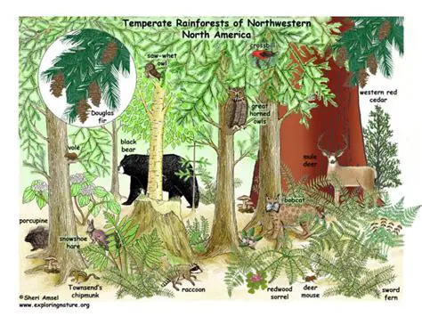Understanding the Complexity of Temperate Forest Biodiversity