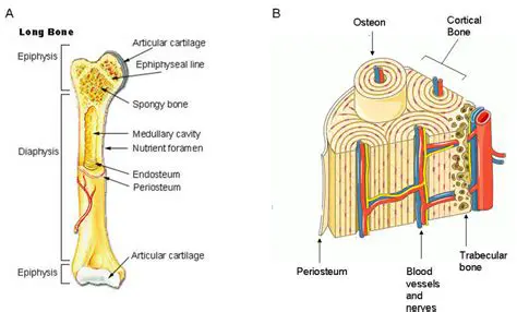 Understanding the Components of Long Bones