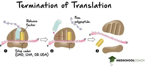 Understanding the Concept of Translation in Graphs