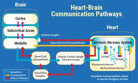 Understanding the Connection Between Heart Rate and Happiness