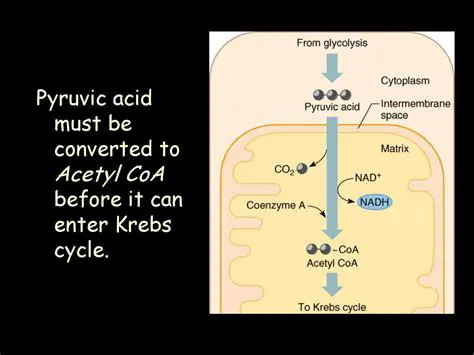 Understanding the Conversion of Pyruvic Acid to Acetyl CoA