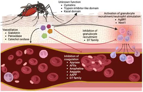 Understanding the Correct Word for a Disease Spread by Mosquitoes