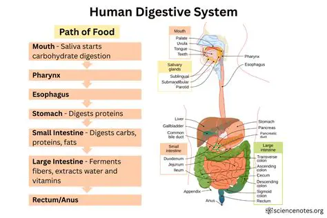 Understanding the Digestive Process