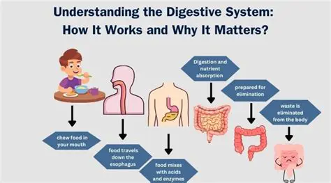 Understanding the Digestive System