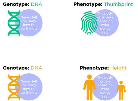 Understanding the Genotype and Phenotype