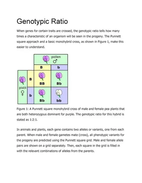 Understanding the Genotypic Ratio
