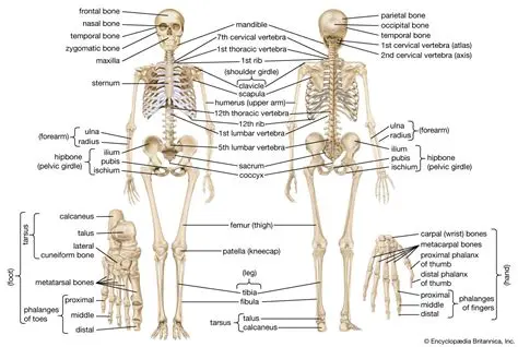Understanding the Human Skeleton