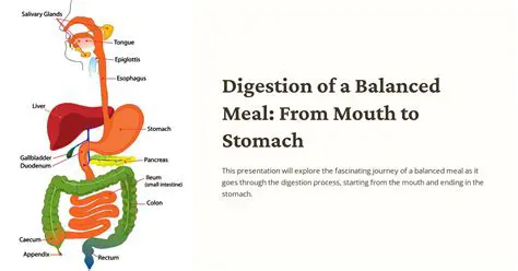 Understanding the Importance of Digestion