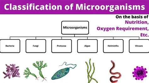 Understanding the Importance of Microorganisms